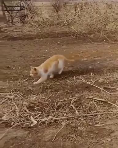 Cat Catches Bird In Mid-Air