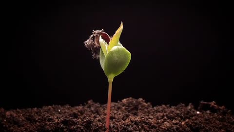 Apple tree germinating