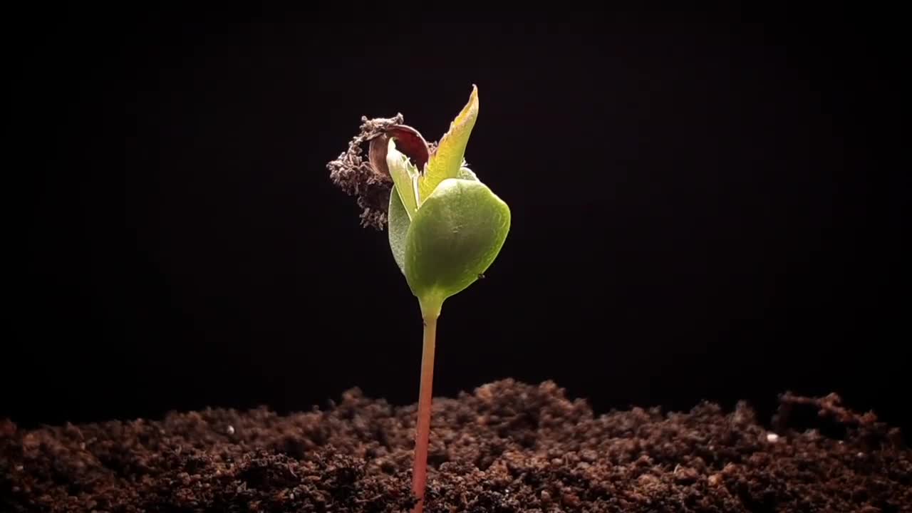 Apple tree germinating