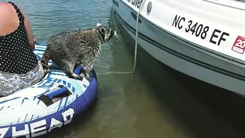 Raccoon falls into lake tries to climb on white boat