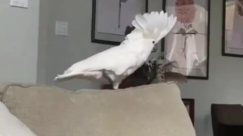 Animated bird dancing