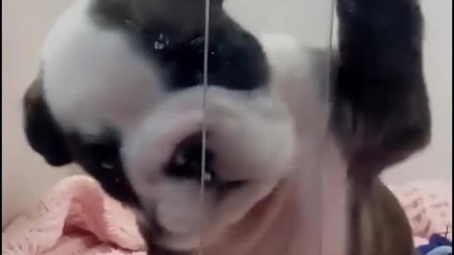 Is it saying hello to me?