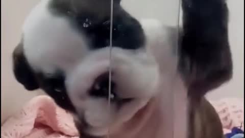 Is it saying hello to me?