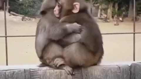 Cutest hug..🐒:)