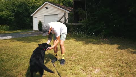 HOW TO SAFELY TRAIN YOUR DOGS COMPLETELY OFF LEASH