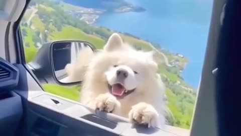 Funny musical dog video! #dogs#song#cute#funny