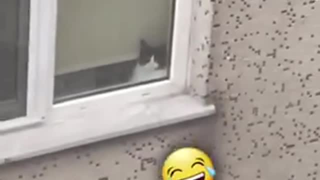 Cat love to his neighbor 🐈