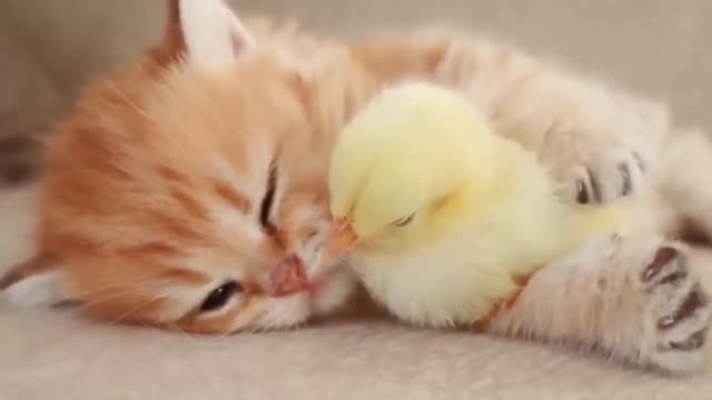 Cute Kitten and Chick Friendship