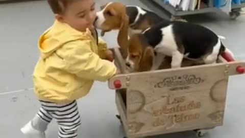 Puppies and baby are enjoying