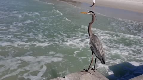 Hungry bird descends to spear fish