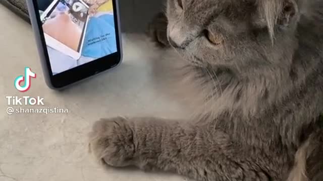 Funny cat imitating video of dancing cats!!