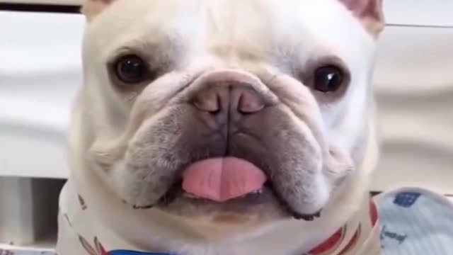 🤣 Try Not To Laugh Funny Pets 🤣 Funny Pet Videos Honest Video #Shorts