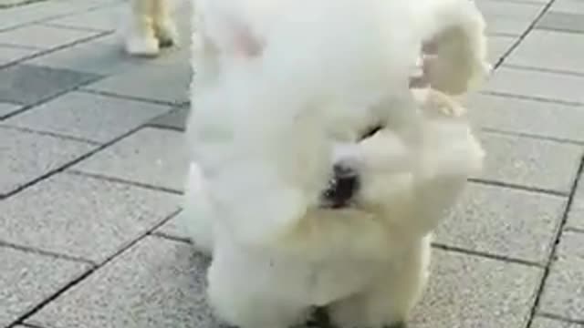 Cutie dog loves the wind