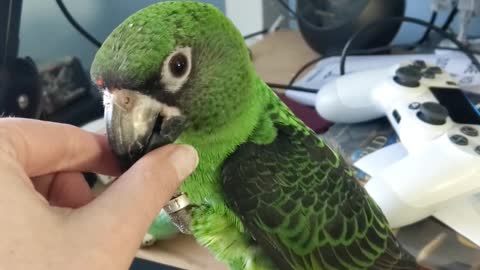 Parrot Provides Tech Support