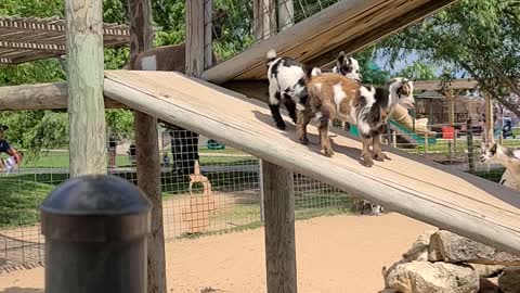 Baby goat fight