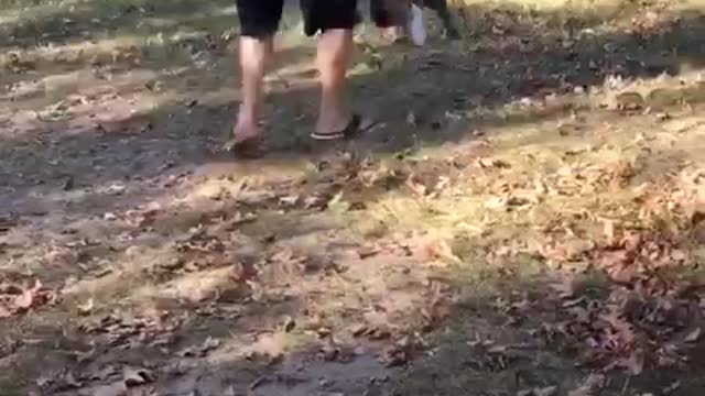 Dog holding onto stick while owner swings him around