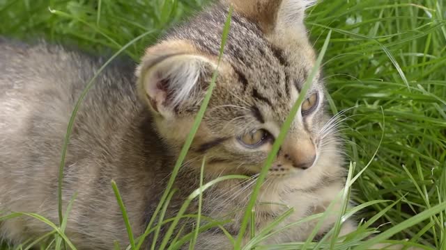 Cat seating on grass funny shots