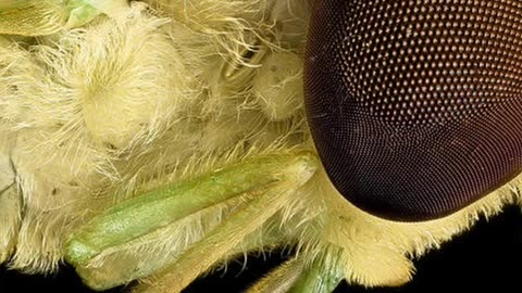 Ever Seen A Lime Green Fly? #insectdiversity #insects