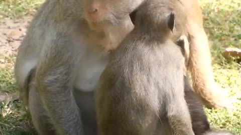 Lion leg was bitten off by hyena