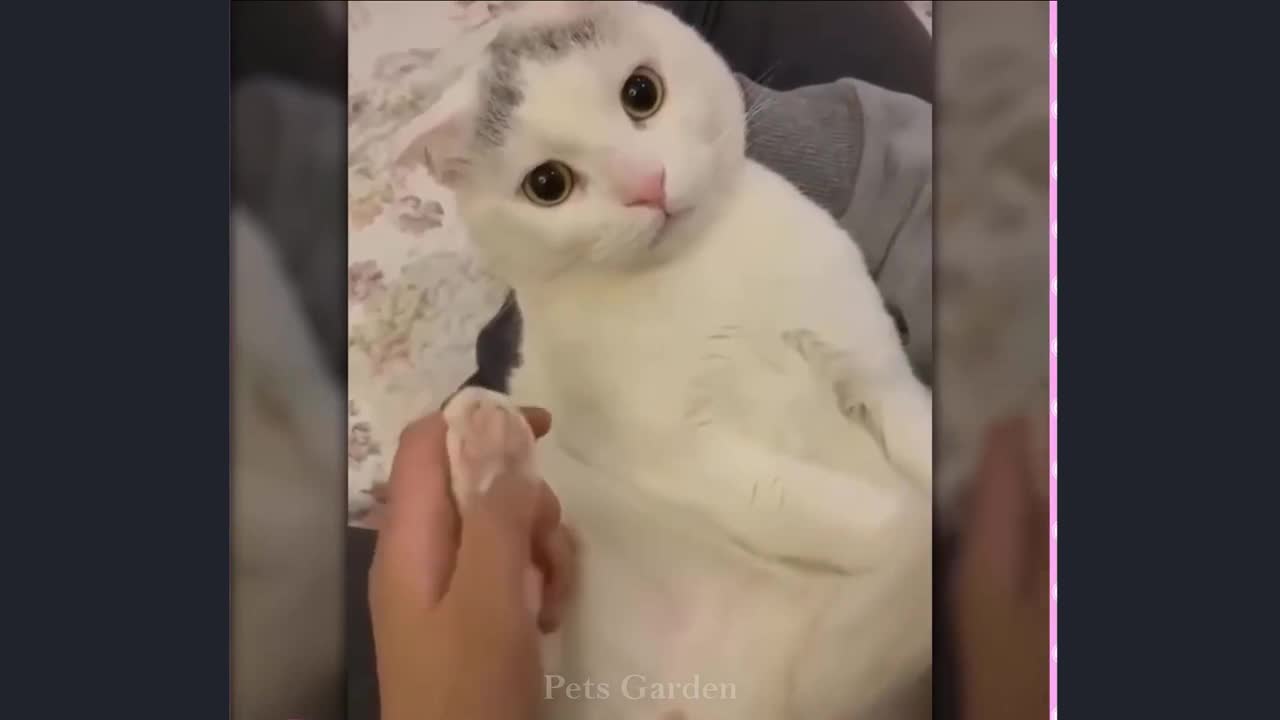 Compilação de Animais Bonitos e Animais Engraçados #134💗