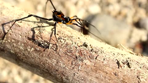 Spider arachnid insect in nature