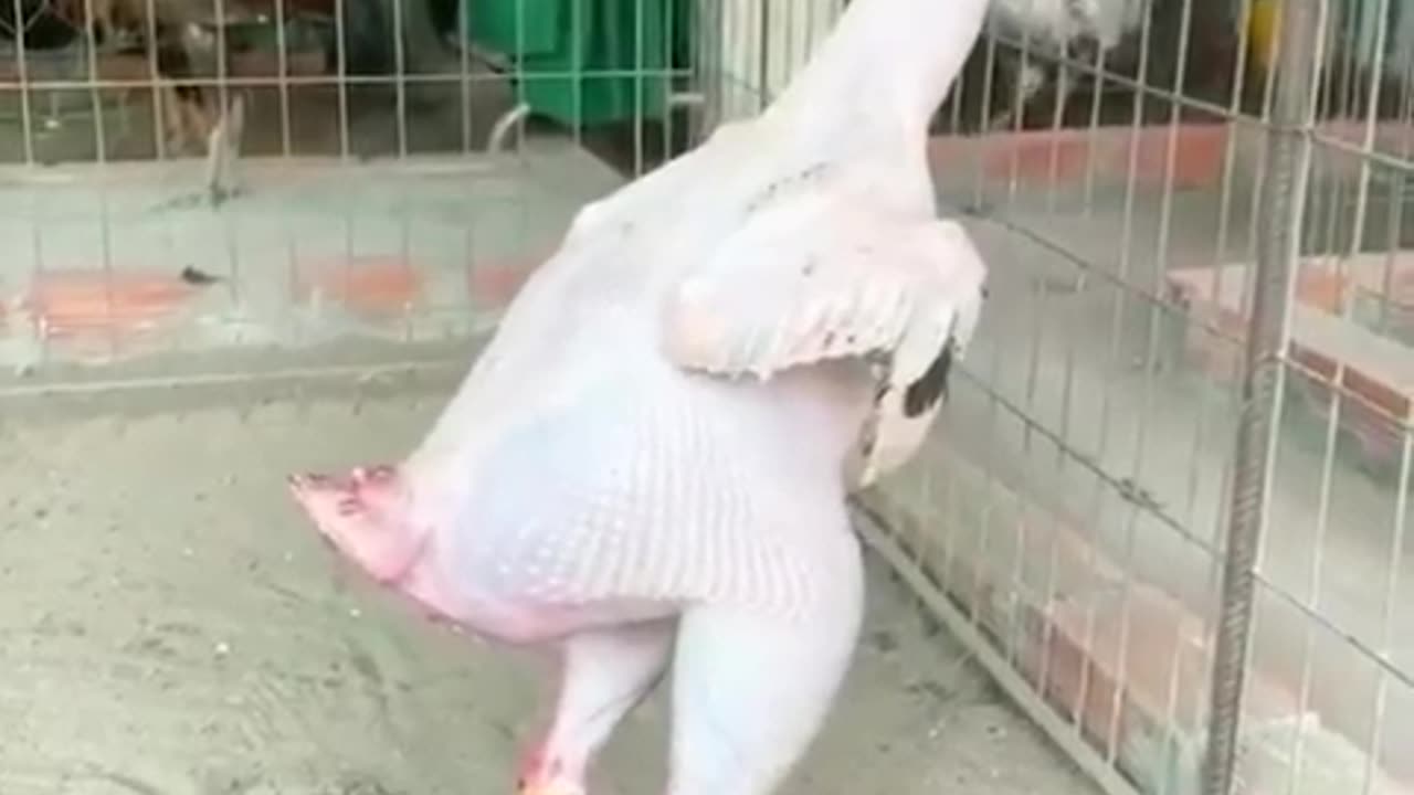 AN HEN SKINNED ALIVE TOTAL WICKEDNESS