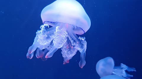 Jelly Fish Underwater