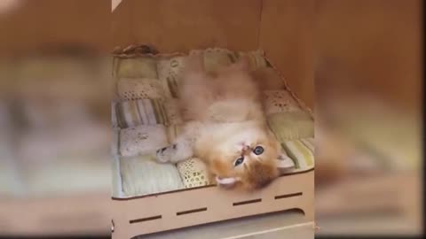 Baby Cats ❤️- Cute and Funny Cat