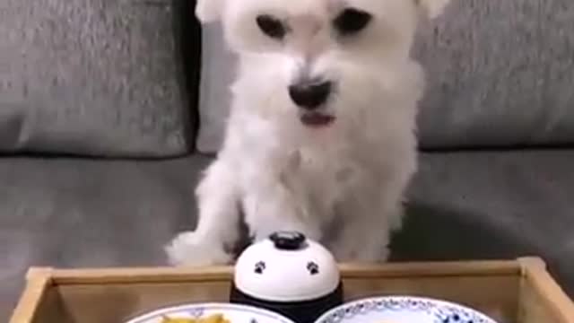 CACHORRADAS DE MASCOTAS NICE NICE