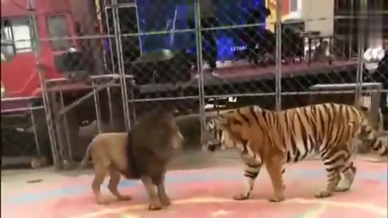 Lion vs Tiger: Who is the Real King?