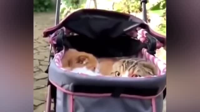 2 gangster cats.