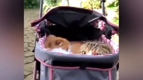 2 gangster cats.