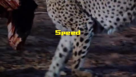 cheeta vs roadrunner video shorts