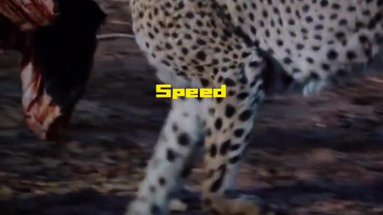 cheeta vs roadrunner video shorts