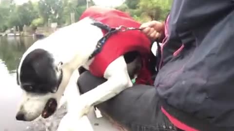 dog at first boat trip