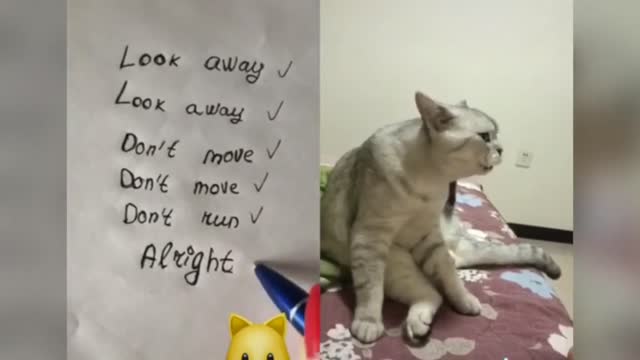 English Speaking Cats! Funny Cats Moments - Have a Good Laugh!