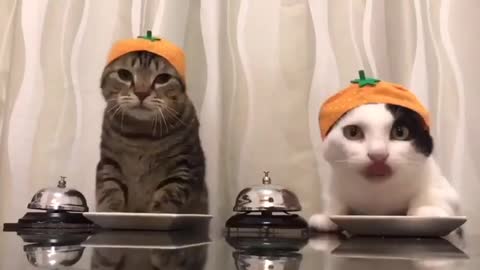 TOO STINKING CUTE!!!!
