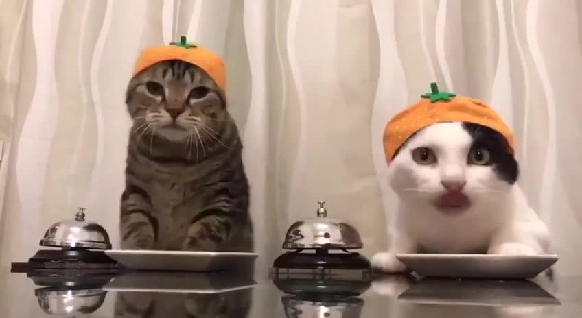 TOO STINKING CUTE!!!!