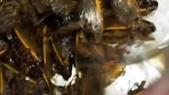 Just Shut Up & Eat Insects!!!!