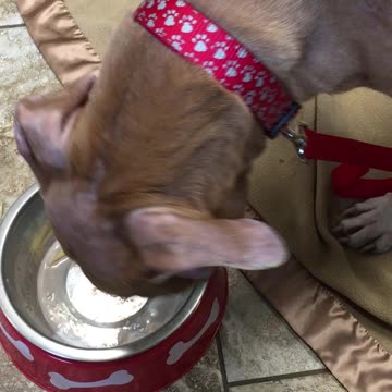 Rip dog fries and shake