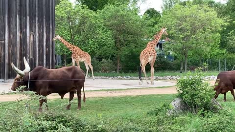 Giraffes and Sanga Cattle in an Enclosure