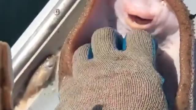 Cute seacreature