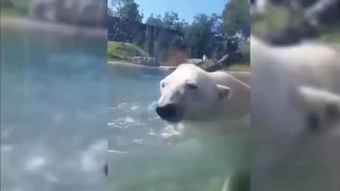 FUNNY REACTIONS of ANIMALS--try not to laugh