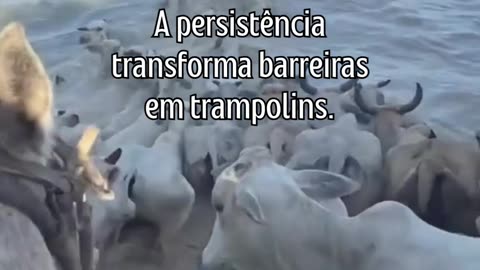 O caminho é longo, mas a recompensa vale a pena.