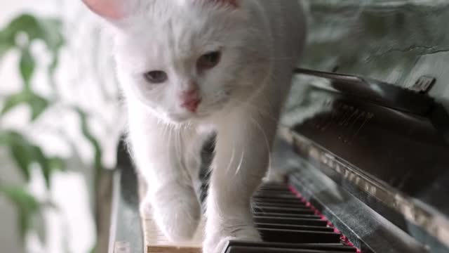 Cat is playing piano by walking on it