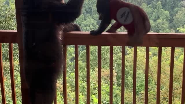 Pair Of Bears Enjoy Bird Feeder