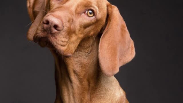 Amazing Facts About Dogs