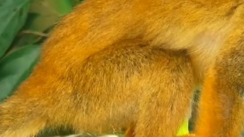 Monkeys : Incredible Monkey Facts You Never Knew! #monkey #facts #animals #monkeyfunny