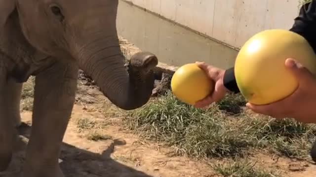 The breeder feeds the grapefruit elephant