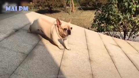 Funny Dog Videos 2021 very funny
